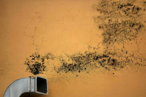 Air duct with visible mold growth on the wall, highlighting the importance of air quality maintenance and mold identification for homeowners.